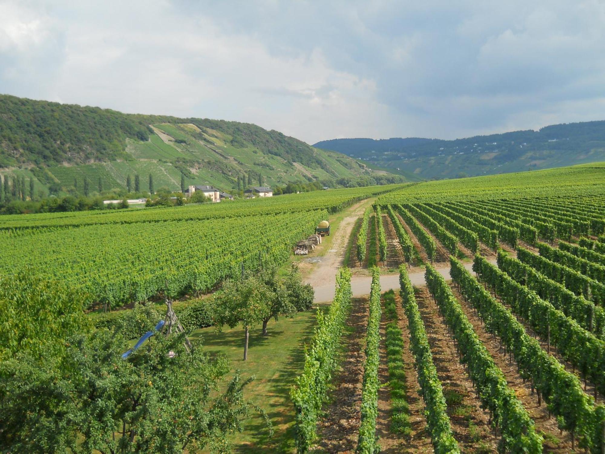 Ferienweingut Winnebeck Kowerich ภายนอก รูปภาพ